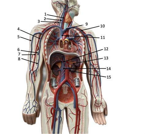 Blood Vessels Of The Torso Part Diagram Quizlet