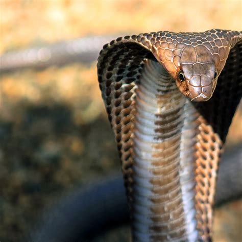 Do King Cobras Live In Groups