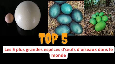 Les Plus Grandes Esp Ces D Ufs D Oiseaux Dans Le Monde Youtube