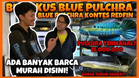 BELI CHANNA BLUE PULCHRA SPEK KONTES RAHASIA PULCHRA JUARA KOLEKSI