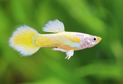 Guppy Platinum Yellow Poecilia Reticulata Guppys