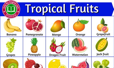 40 List Of Tropical Fruits Name With Pictures