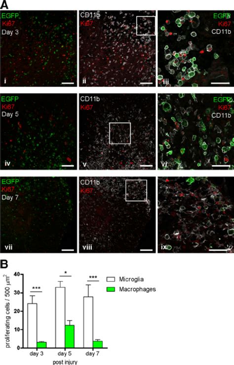 Infiltrating Peripherally Derived Macrophages Are More Susceptible To