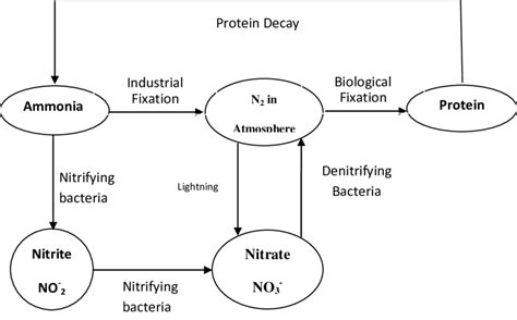 Simplified nitrogen cycle 2.4.1.3.1.1. Nitrogen fixation | Download ...