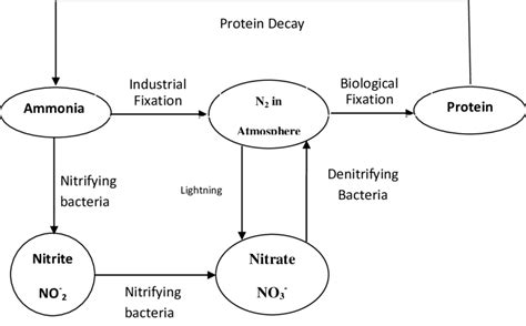 Simplified Nitrogen Cycle 241311 Nitrogen Fixation Download Scientific Diagram