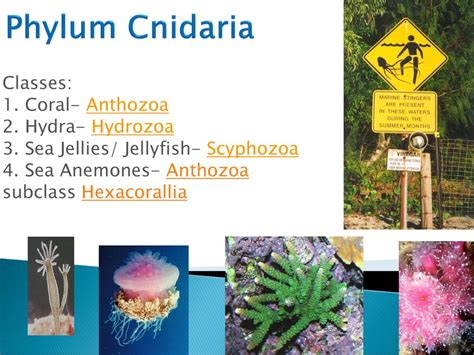 Phylum Cnidaria Classes 1 Coral Anthozoa 2 Hydra Hydrozoa Ppt Download