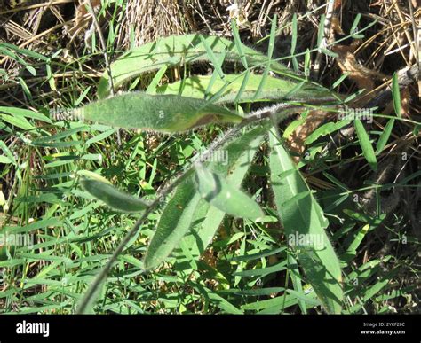Lettuce Chicory Dandelion And Salsify Tribe Cichorieae Stock Photo
