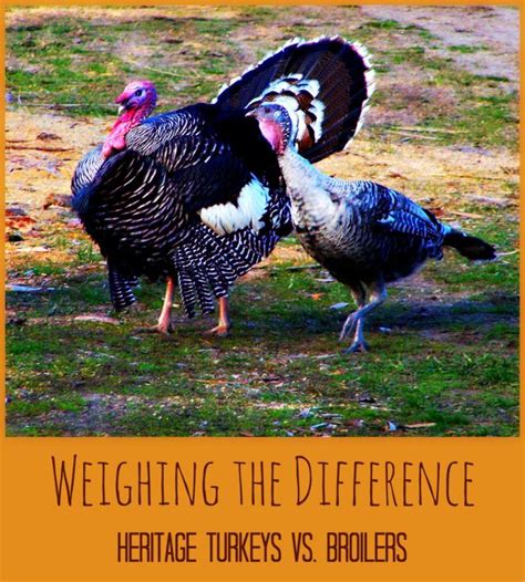 Heritage Turkeys Vs Broilers Raising Turkeys Animals Heritage Breeds