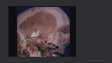 02 Lectures 01 Skeletal Muscles Rus YouTube