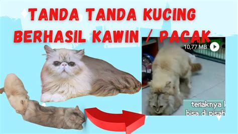 TANDA KUCING BERHASIL KAWIN ATAU PACAK YouTube