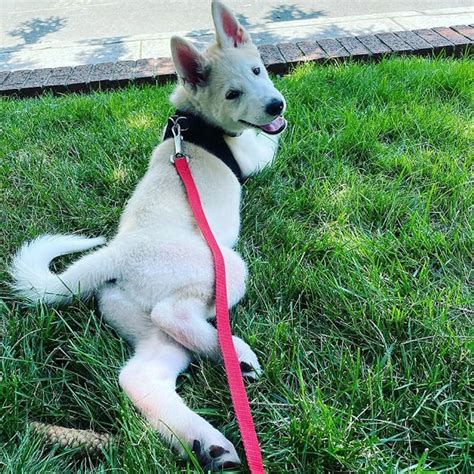 Siberian Husky Akita Mix: The Ultimate Huskita Guide