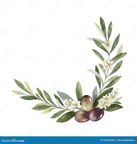 Watercolor Vector Wreath Of Olive Branches And Leaves Stock Vector