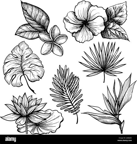 Black And White Hand Drawn Tropical Leaves And Flowers Set Isolated