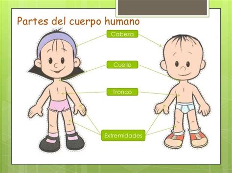 La Partes Del Cuerpo Humano El Cuerpo Humano