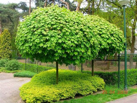 Árboles De Sombra Y Decorativos Para Jardines Pequeños Los Acer