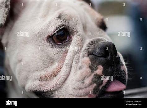 Close Up Of Smiling Bulldog Happy Tongue Out Dog Pet Stock Photo Alamy