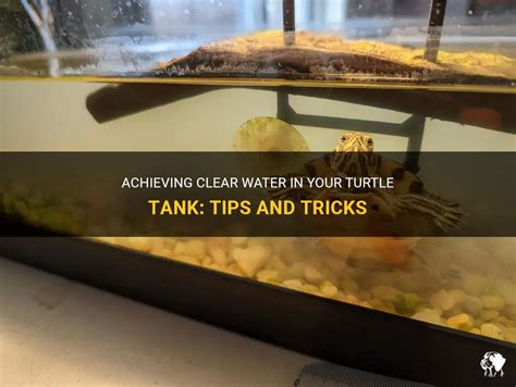 Achieving Clear Water In Your Turtle Tank: Tips And Tricks | PetShun