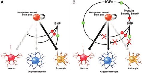 Proposed Model For The Role Of IGFs In Multipotent Neural Progenitor