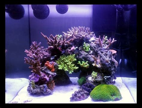 October NTOTM Toofrigginswt S Rimless Cube Reef Central Online