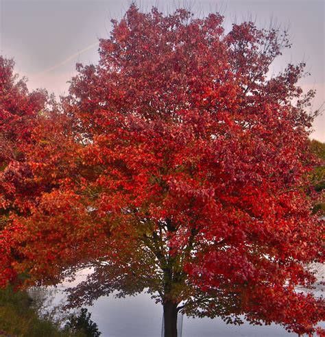 Mature Tree Types Red Maple Tree Kotiwash