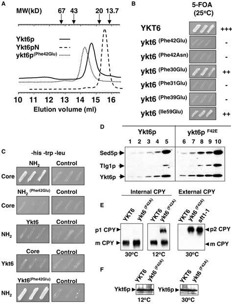 The Nh Terminal Domain Of Ykt P Sequesters Its Core Domain And Is