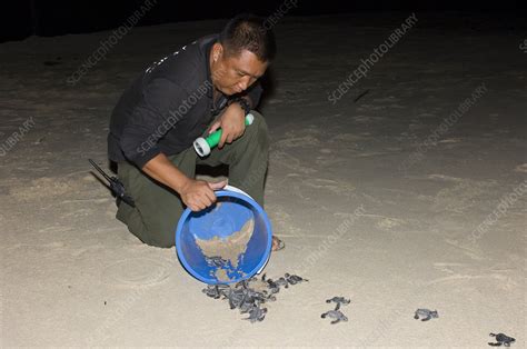 Ranger Releasing Green Turtle Hatchlings Stock Image Z