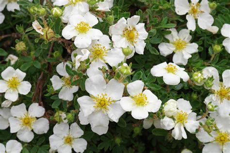 Dasiphora fruticosa syn Potentilla fruticosa Was blüht jetzt