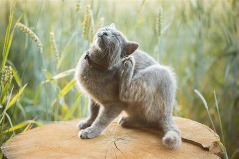 Ohrmilben Bei Der Katze Ursachen Symptome Und Effektive Behandlung