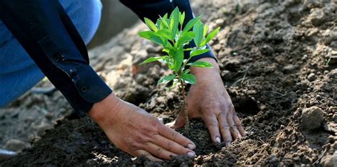 Todo Lo Que Debes Saber Sobre La Reforestación Renovables Verdes