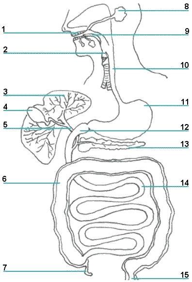 10 best Digestive System Unit images on Pinterest | Life science, Physical science and Science ...