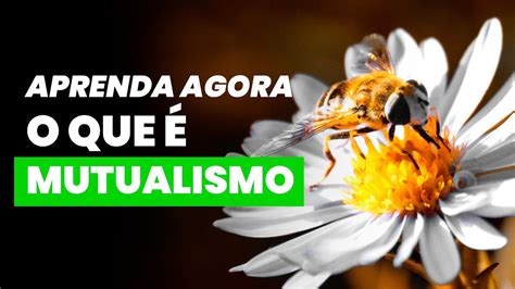 Aprenda Agora O Que Mutualismo Youtube