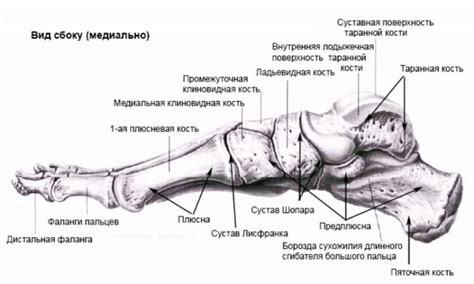 Ушиб и перелом пальца на ноге: симптомы. Что делать при переломе ...