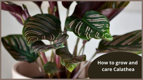 How To Grow Calathea