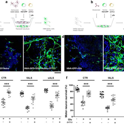 SYT13 Protects Human Spinal Motor Neurons From SMA Degeneration In