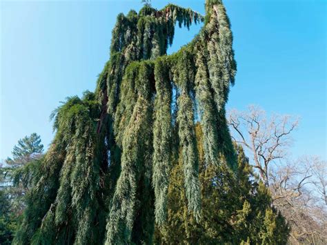 Sequoiadendron Giganteum Pendulum Secuoya Gigante Pendula