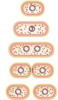 Microbiology Ch 7 Flashcards Quizlet