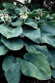 Hosta Planten Klussen En Tuinieren Thuis Gids