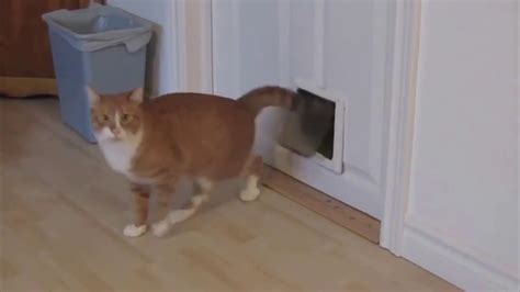 Дверцы для кошек и котов. Котоход. - YouTube