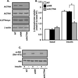 ACTN4 Knockdown Reduces Insulin Stimulated Glucose Transport A C