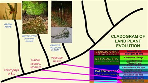 Vascular Plant Cladogram