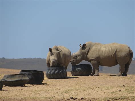 1camera1mom: Buffelsfontein Game Reserve - Part 1