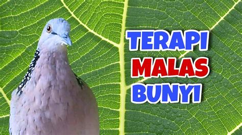 Derkuku Gacor Suara Nglaras Sekali Bunyi Semuanya Nyaut YouTube