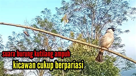 Suara Burung Kutilang Ampuh Cukup Berpariasi Untuk Panggilan Kutilang