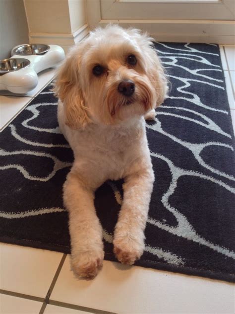 Cavapoo pup after a full groom. | Dog grooming styles, Dog grooming ...