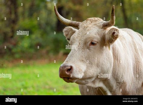 Jersey Cow High Resolution Stock Photography And Images Alamy