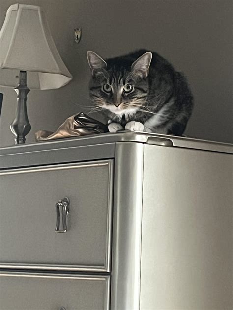 pictures of angry cats