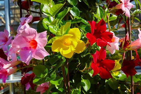 Mandevilla Newagepitbulls