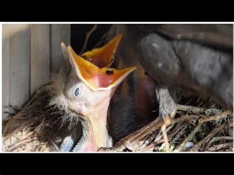 Les bébés merles grandissent vite dans la forêt Dwalden partie 2