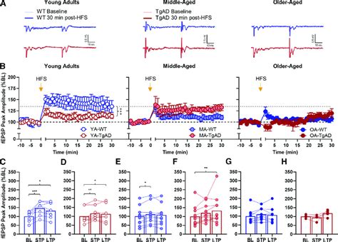 Effects Of High Frequency Stimulation On Fepsp Peak Amplitudes A