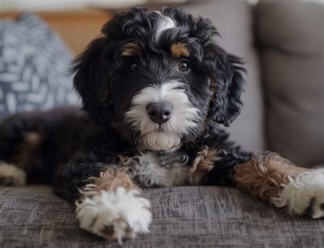 How To Groom A Bernedoodle Step By Step Guide For Success Central